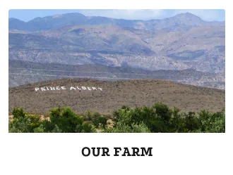 our-farm-1 Olive farm in Prince Albert