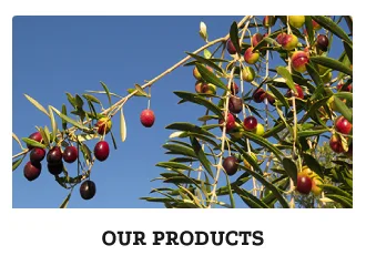 our-products-1 South African olives and extra virgin olive oil