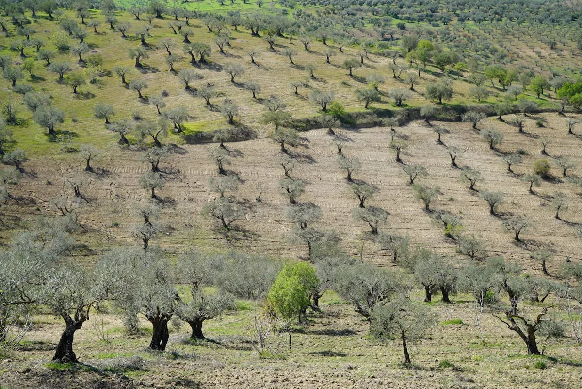 Olive farm near me — olive groves to visit in the Western Cape South Africa